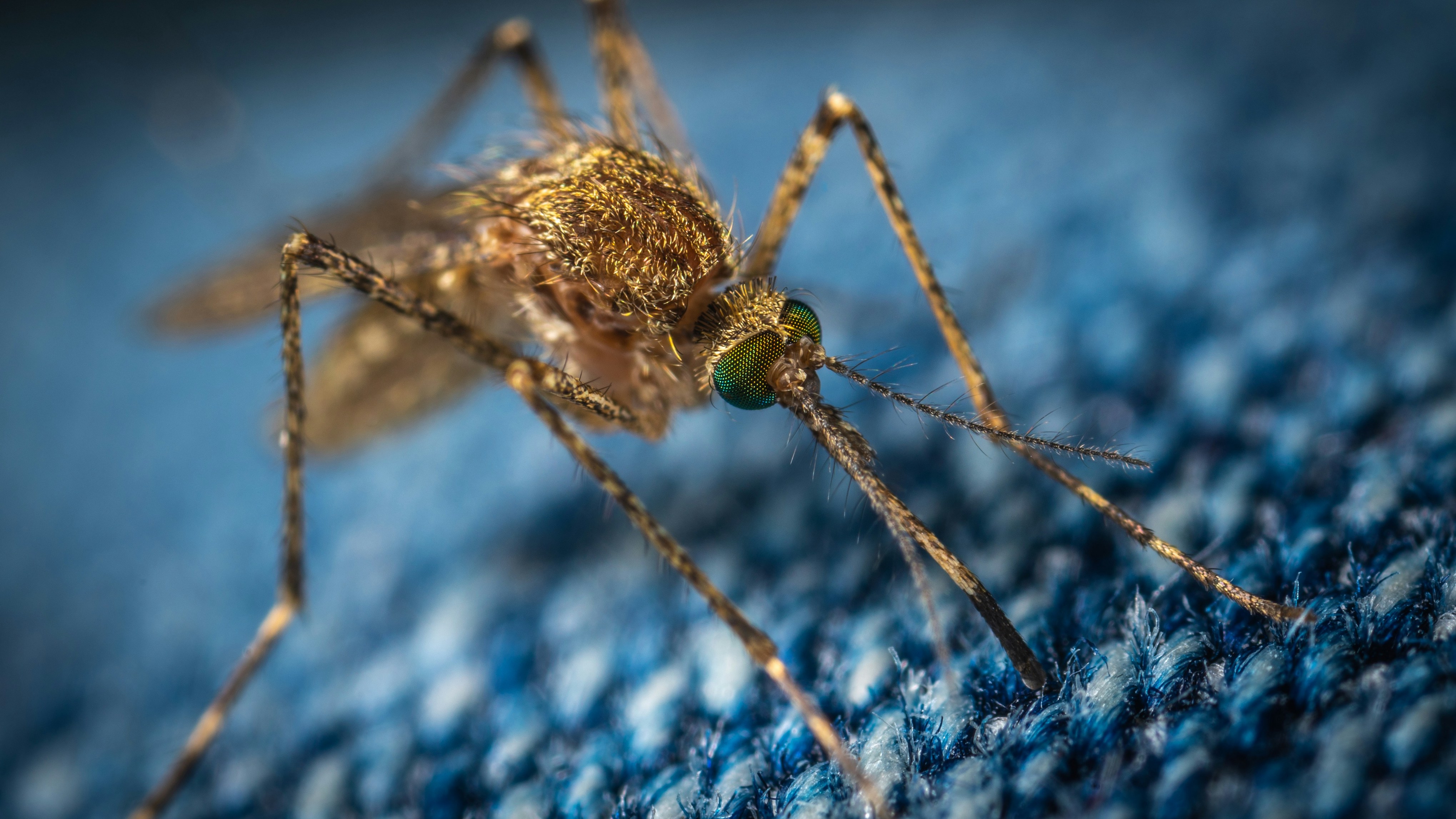 Mosquito Bites and Children: What Every Parent Needs to Know